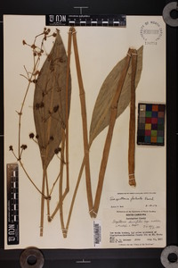 Sagittaria falcata image