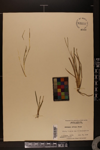 Axonopus fissifolius image