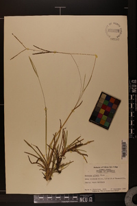 Axonopus fissifolius image