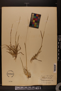 Axonopus fissifolius image