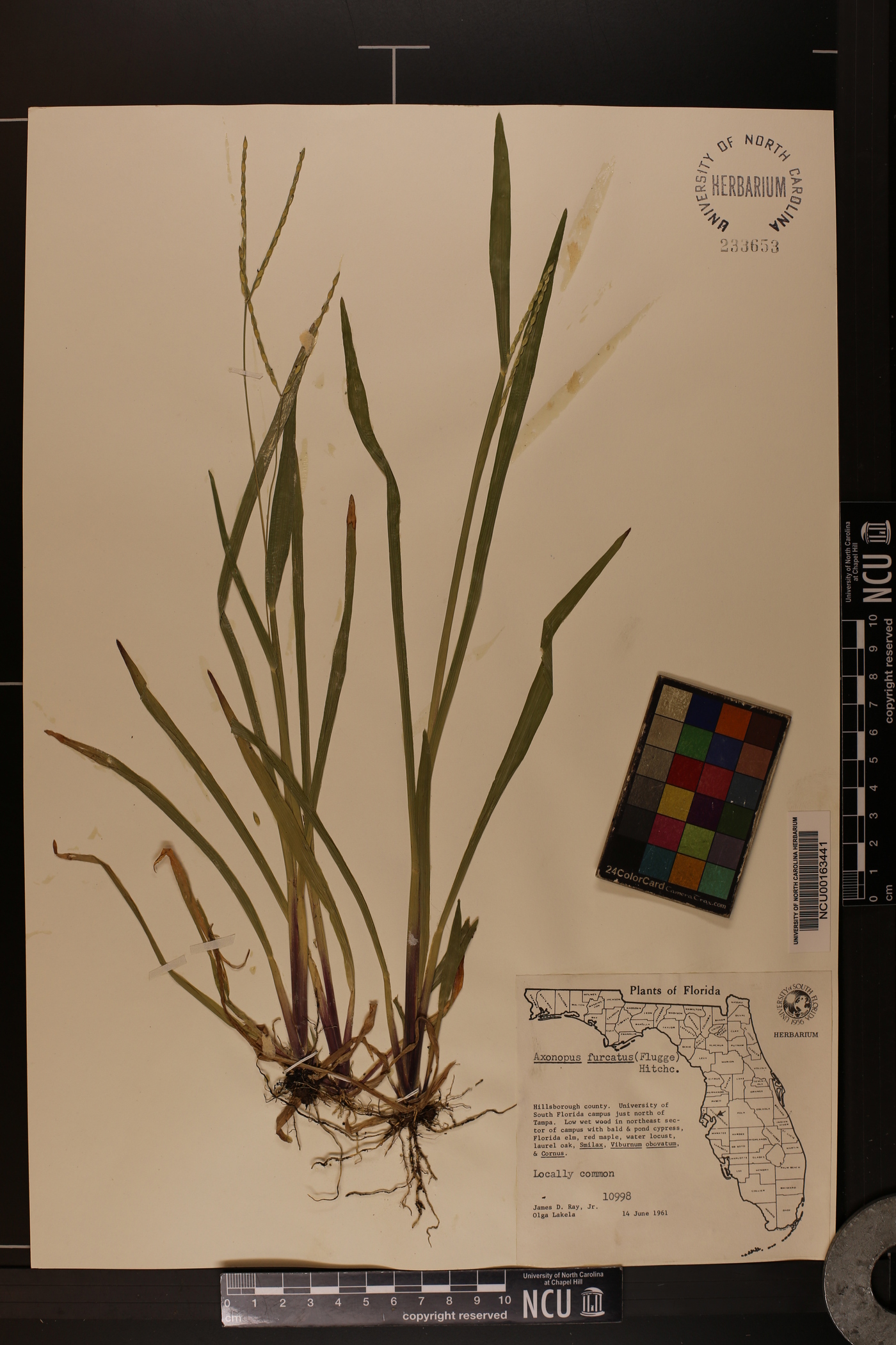 Axonopus furcatus image