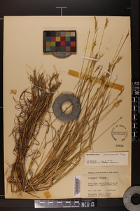 Bothriochloa ischaemum image