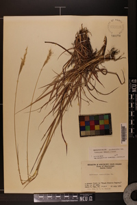 Bothriochloa saccharoides image