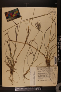 Bothriochloa pertusa image