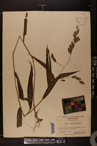 Chasmanthium latifolium image