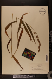 Chasmanthium latifolium image