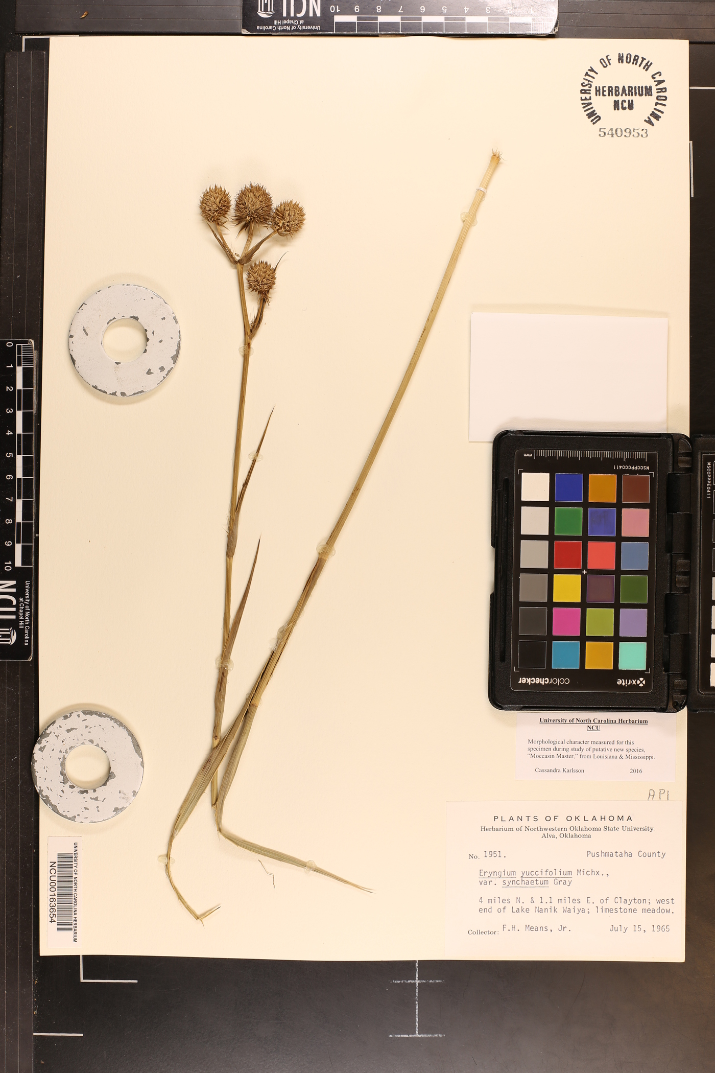 Eryngium yuccifolium var. synchaetum image