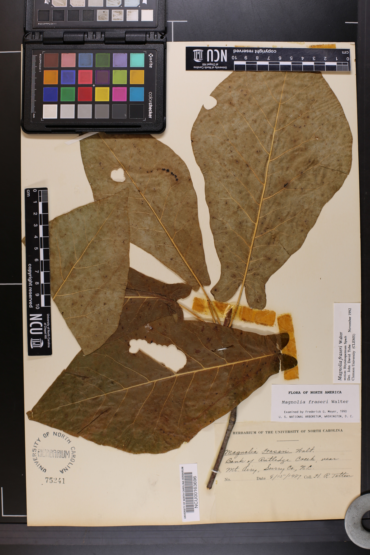Magnolia fraseri image