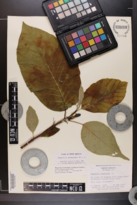 Magnolia acuminata image