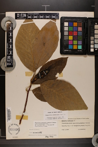 Magnolia acuminata image