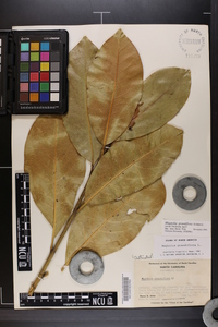 Magnolia grandiflora image