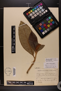 Magnolia grandiflora image