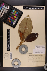 Magnolia grandiflora image