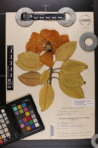 Magnolia grandiflora image