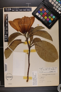 Magnolia soulangeana image