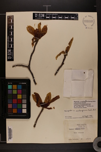 Magnolia soulangeana image