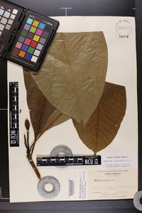 Magnolia tripetala image