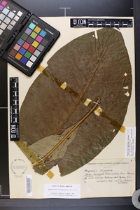 Magnolia tripetala image
