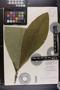 Magnolia tripetala image