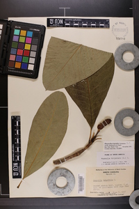 Magnolia tripetala image