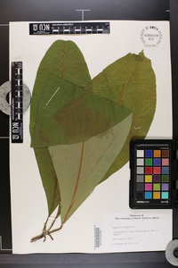 Magnolia tripetala image