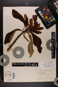 Magnolia tripetala image