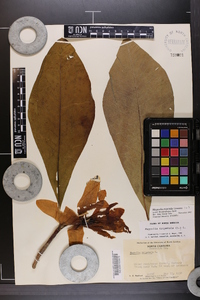 Magnolia tripetala image