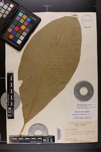 Magnolia tripetala image