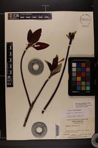 Magnolia virginiana image