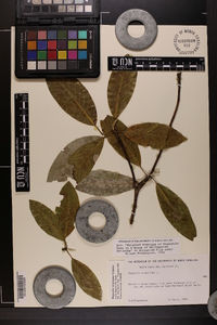 Magnolia virginiana image