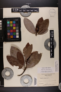 Magnolia virginiana image