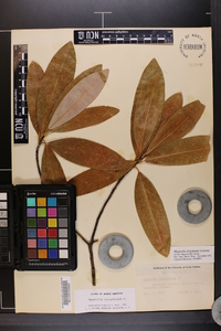 Magnolia virginiana image