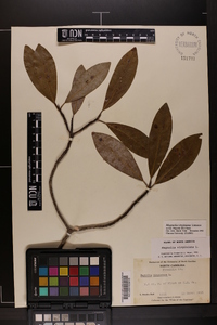 Magnolia virginiana image