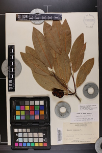 Magnolia virginiana image