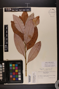 Magnolia virginiana image