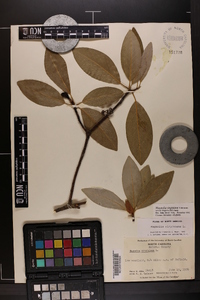 Magnolia virginiana image