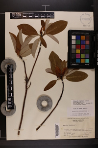 Magnolia virginiana image