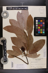 Magnolia virginiana image