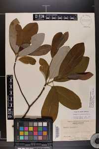 Magnolia virginiana image