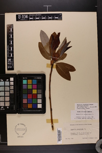 Magnolia virginiana image