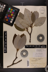 Magnolia virginiana image