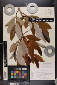 Magnolia virginiana image