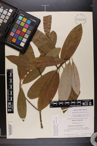 Magnolia virginiana image