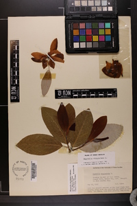 Magnolia virginiana image