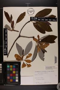 Magnolia virginiana image