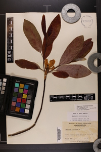 Magnolia virginiana image