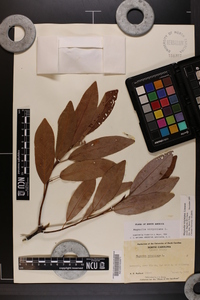 Magnolia virginiana image