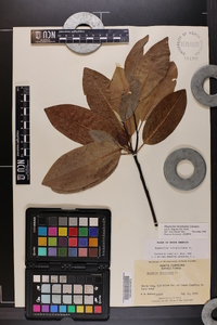 Magnolia virginiana image