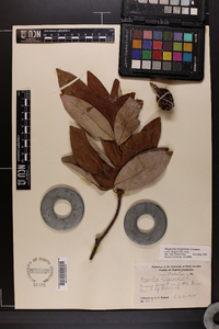 Magnolia virginiana image