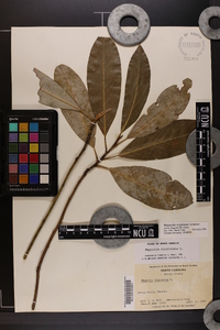 Magnolia virginiana image